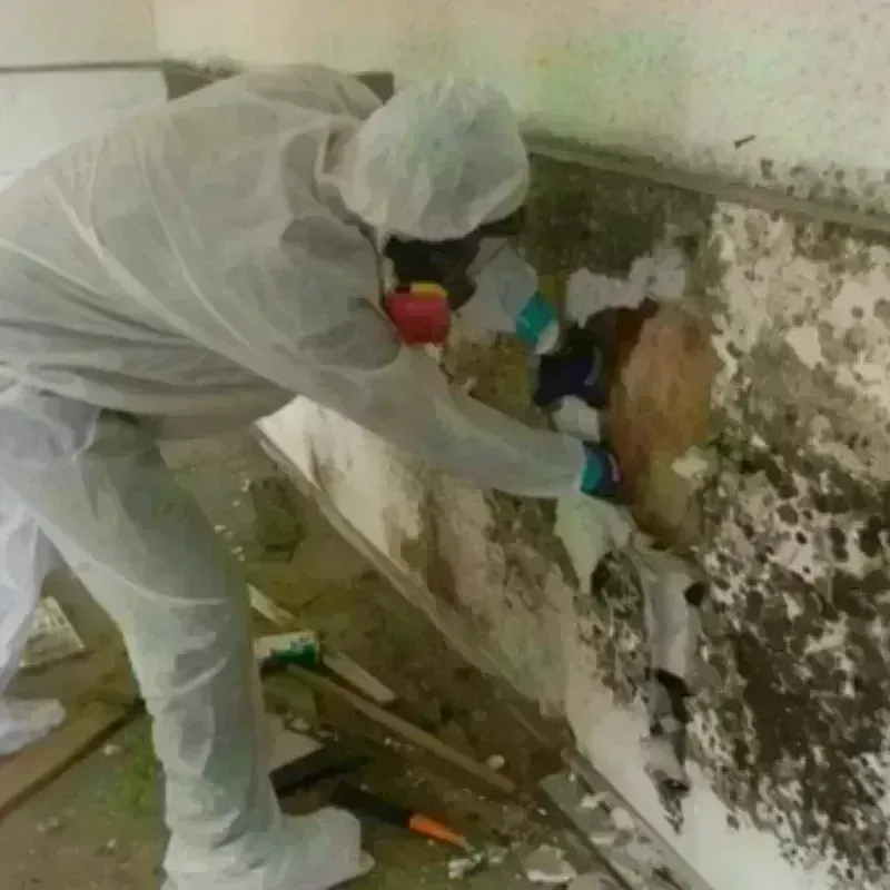 Mold Remediation and Removal in Grantville, GA